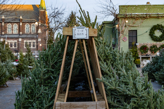 Rows of Christmas trees displayed for sale in an outdoor urban setting, adorned with lights.