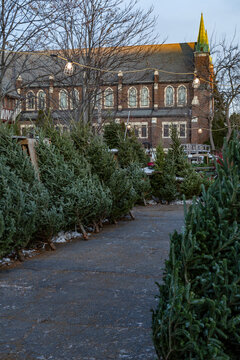 Rows of evergreen trees on a cold winter day with a brick building in the background.