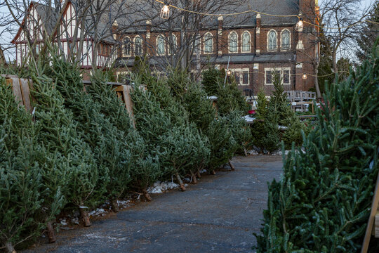 Rows of Christmas trees lined up for sale near a historic building during winter.