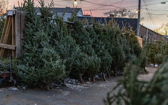 Rows of evergreen Christmas trees lined up outdoors at dusk with a colorful sky in the background.