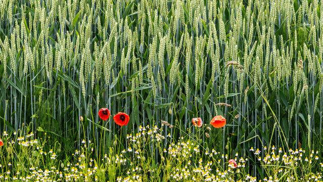 Field of blue-green rye with unripe ears, with a border of wildflowers, including red poppies 