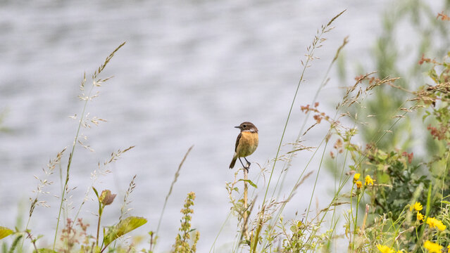 Female European stonechat (Saxixola rubicola) in flowering pond bank vegetation in summer