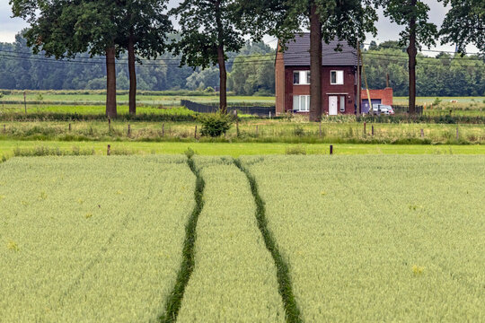 Field of blue-green rye with tractor trails leading towards a treelined road with house, in Belgian Limburg