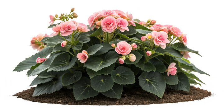 Fresh Pink Begonia Flower Bush Clump - Realistic Botanical Garden Plant Clip Art