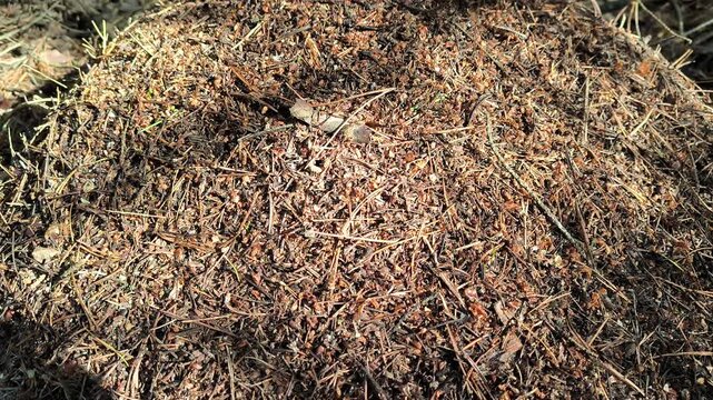 dry grass background