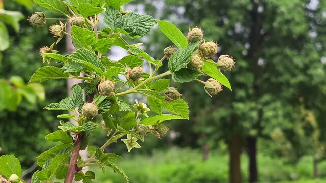 Close up of unripe green raspberries on a Rubus idaeus branch, evoking a fresh, hopeful mood of summer growth and nature fertility.