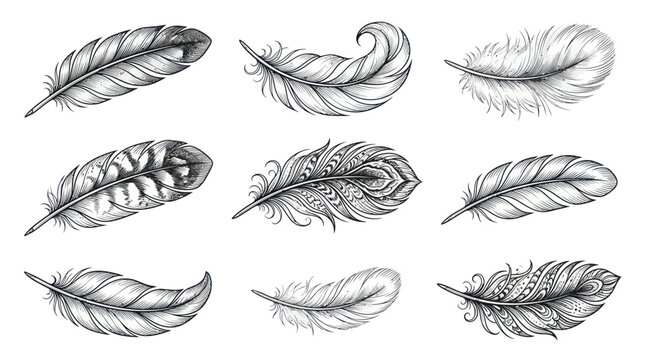 Set of elegant hand-drawn bird feathers, artistic sketch, isolated on white