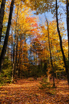 A vibrant autumn forest with tall trees and colorful leaves under a bright blue sky.