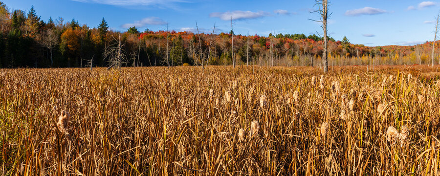 Autumn landscape of a field with tall grass and colorful trees under a blue sky.