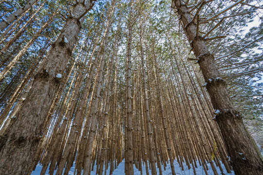 Tall pine trees reaching towards the sky in a dense forest during winter.