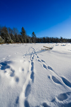Snow-covered field with animal tracks leading through trees under a clear blue sky.