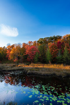 Autumn forest with vibrant foliage reflected in a tranquil pond under a clear blue sky.
