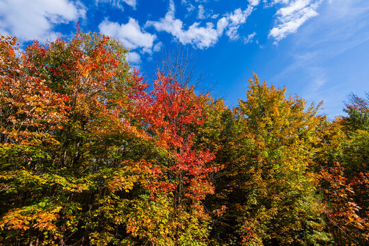 Vibrant autumn foliage with red, orange, and yellow leaves against a bright blue sky.