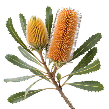 Australian Banksia Flower Branch Botanical Illustration Isolated on White Background