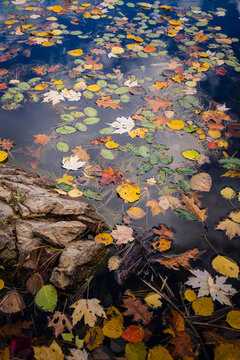 Autumn leaves float on a calm blue lake surrounded by rocks and reflections of clouds.