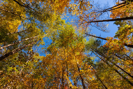Vibrant autumn trees with colorful leaves against a clear blue sky in a forest setting.
