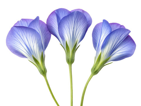 Fresh Blue Butterfly Pea Flowers Bunch Isolated on White Background