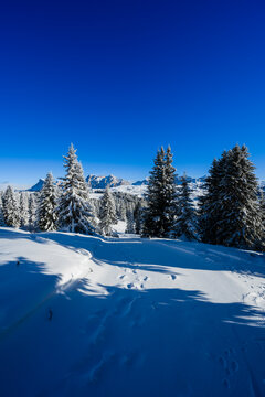 Snowy landscape with pine trees under a clear blue sky and distant mountains.