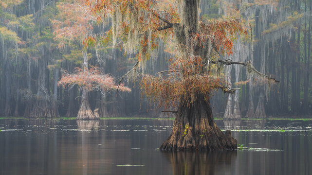 View of bald cypress trees with Spanish moss and autumn foliage in the misty waters of the Atchafalaya Basin in St. Martin Parish, Louisiana, United States.