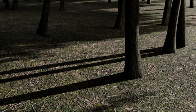 Shadows of tree trunks cast long patterns on a forest floor in soft lighting.