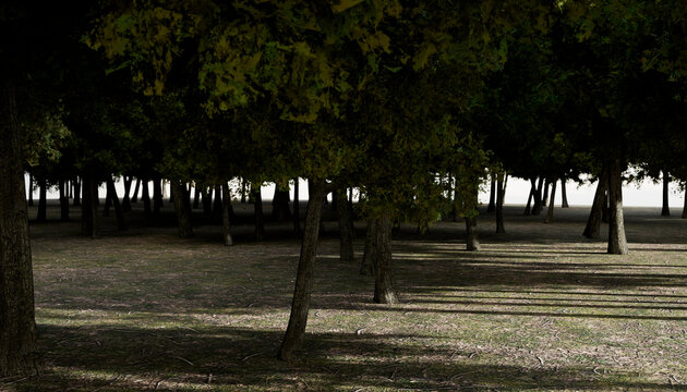 Sunlit forest clearing with tall trees casting long shadows on the grassy ground.