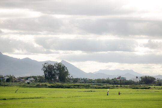 Expansive green field with distant mountains under a cloudy sky. Hoi An, Vietnam
