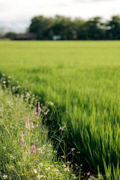 Lush green field with wildflowers along the edge under a cloudy sky. Hoi An, Vietnam