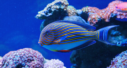 Fototapeta premium Beautiful striped surgeonfish swimming over colorful coral reef inside aquarium