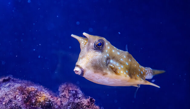 Unusual longhorn cowfish boxfish swimming near reef inside marine aquarium
