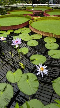 Giant water lilies floating on a pond in Kew Gardens