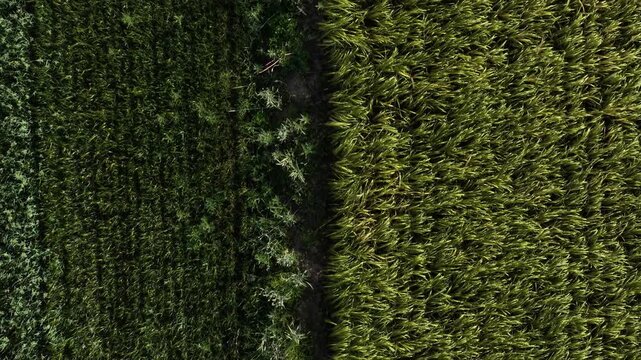Mature Grain Field &ndash; Low Top Down Forward Telephoto Flight Along Field Border