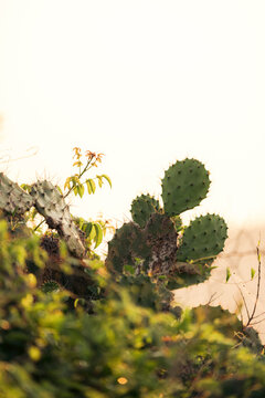 Close-up of green cactus leaves with blurred background and soft sunlight.