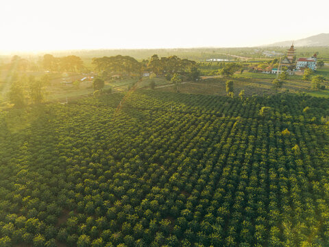 Aerial view of vast green farmland with distant buildings and trees in the sunset.