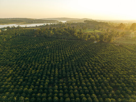 Aerial view of a vast, lush green plantation with a serene river and distant hills at sunset.