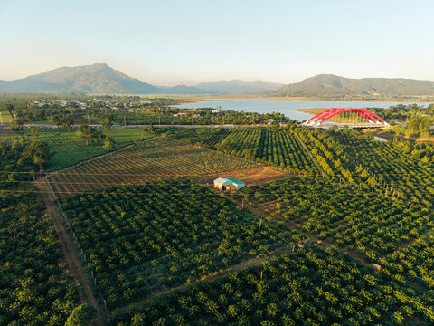 Aerial view of lush green vineyard landscape with mountains and a red bridge in the distance.