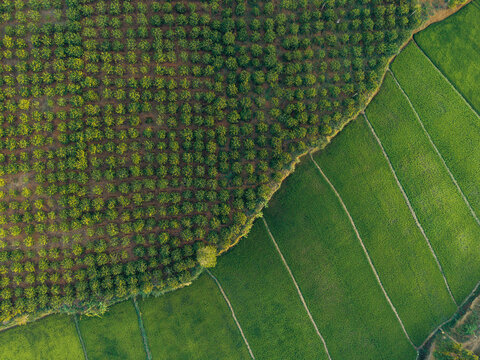 Aerial view of lush green fields with a pattern of crops creating contrasting textures.