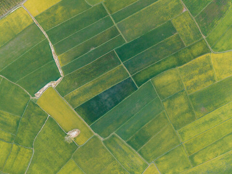 Aerial view of lush green and yellow agricultural fields forming geometric patterns.
