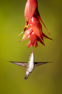 A hummingbird feeds from a vibrant red flower against a blurred green background.