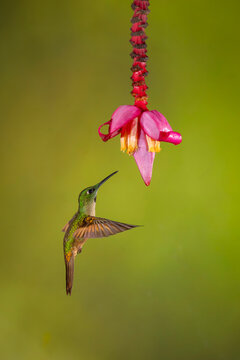 Hummingbird hovers near vibrant pink flower against a soft green background.
