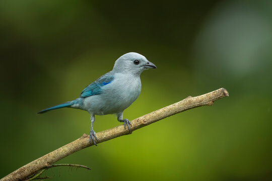 Blue-gray tanager perched on a branch against a blurred green background.