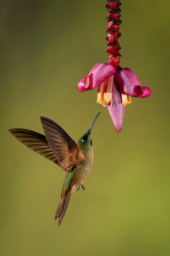 A green hummingbird hovers near a pink flower on a blurred green background.