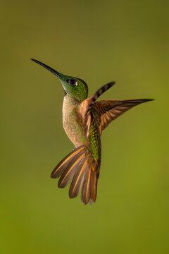 A close-up of a hummingbird with vibrant green and brown feathers against a blurred background.