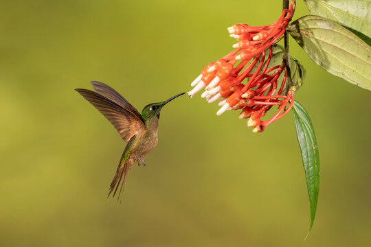 Hummingbird hovers mid-air while feeding on vibrant red flowers against a green background.