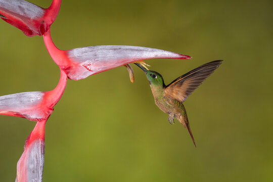 Hummingbird feeding from a vibrant pink and white flower against a green blurred background.
