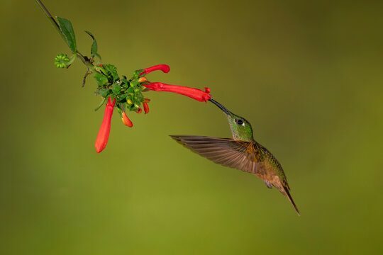 A hummingbird hovers near vibrant red flowers against a blurred green background.