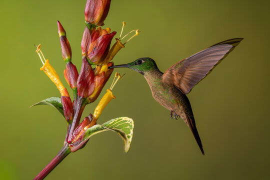 Hummingbird feeding on vibrant tropical flower with blurred green background