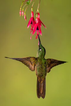 Hummingbird hovers in mid-air feeding on bright pink flowers against a soft green background. 