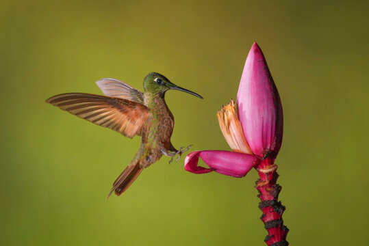 Green hummingbird hovers near vibrant pink flower against a soft green background.