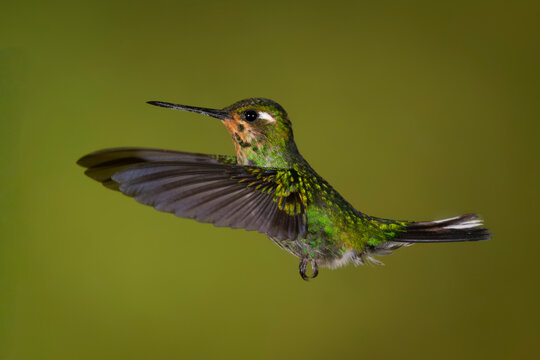 A vibrant hummingbird hovers mid-flight against a soft green background.