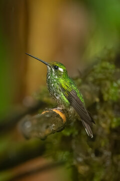 Bright green hummingbird perched on a mossy branch in a lush, blurred forest background.